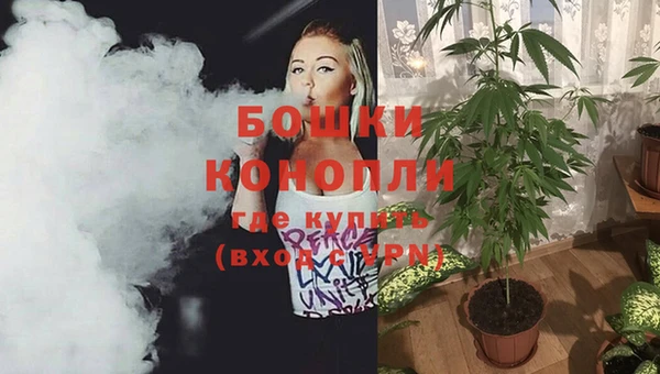 индика Новодвинск